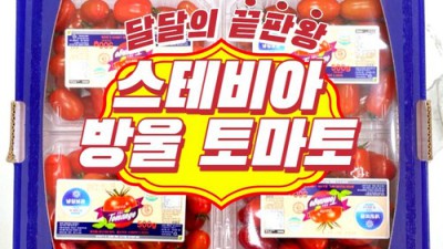 달콤한 유혹! 스테비아 방울토마토 토망고 후기와 꿀팁🍯